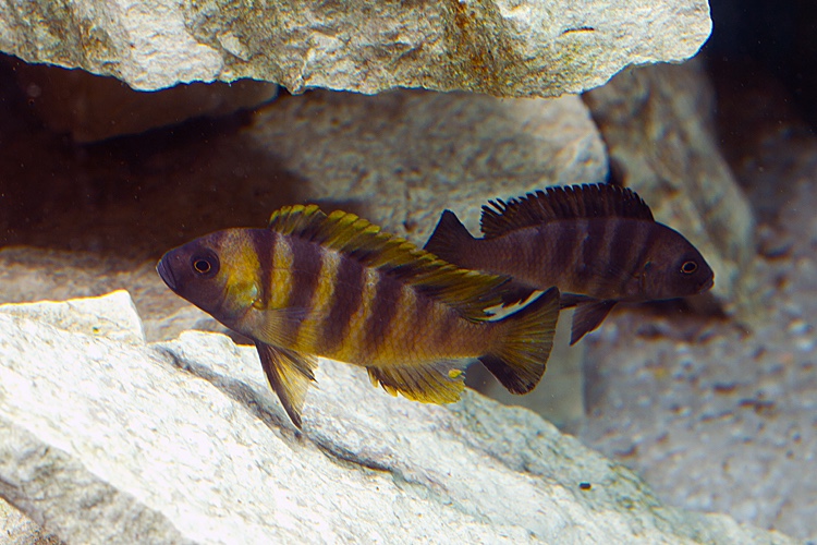 Maylandia sp. 'mbweca'